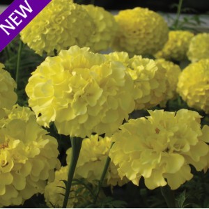 Tagetes erecta 'Savannah Moon' 